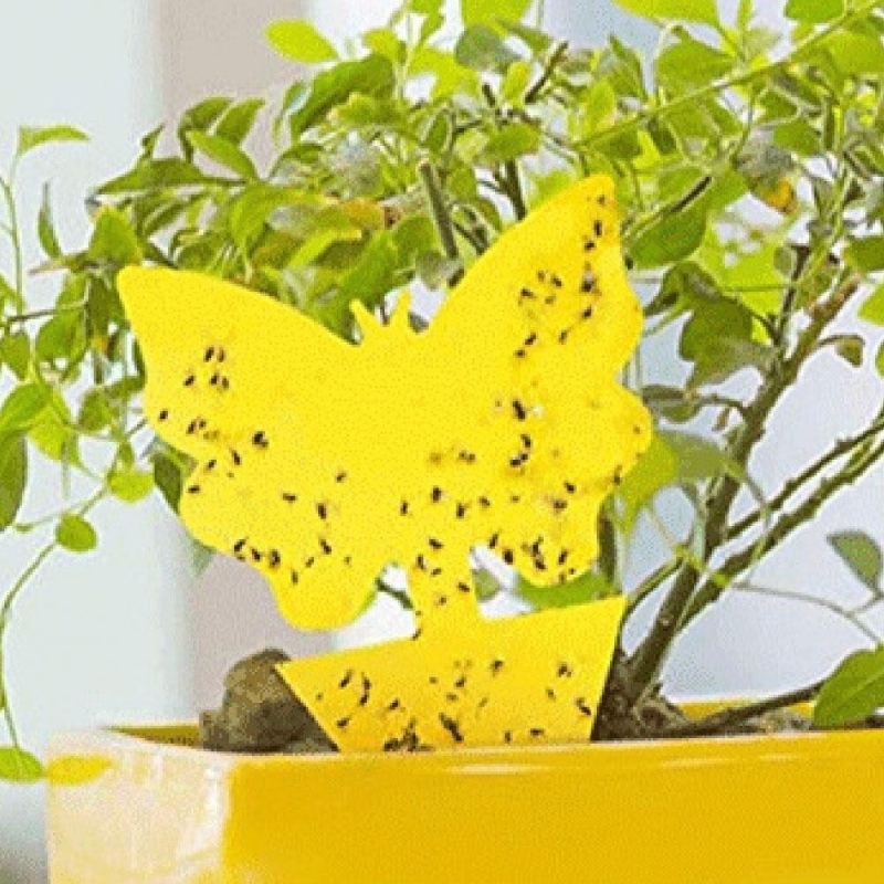 마켓Q,벼룩파리트랩 나비1p 벼룩파리퇴치 초파리트랩,벼룩파리트랩 나비1p 벼룩파리퇴치 초파리트랩,,40076,초파리없애는법 벼룩파리 모기퇴치 뿌리파리퇴치 나비1p,생활/건강 > 생활잡화